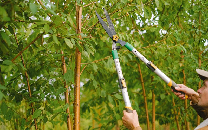 Tree trimming in Monroeville, IN